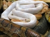 Albino snake